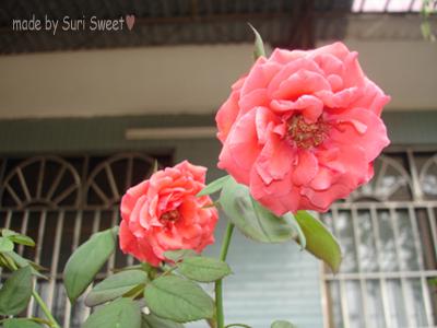 山地玫瑰中间凸起，这是怎么回事？