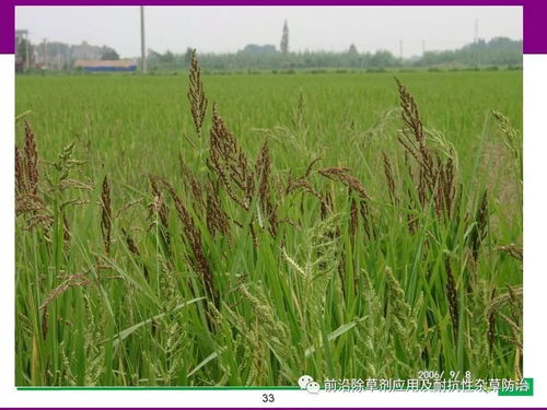 直播稻和移栽稻的区别