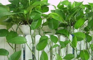 光照：绿萝的小秘密