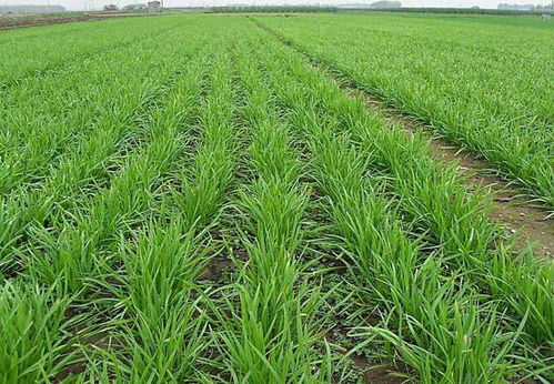 韭菜黄条防治农药推荐