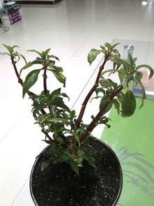 吊兰长白色虫，是啥虫子
