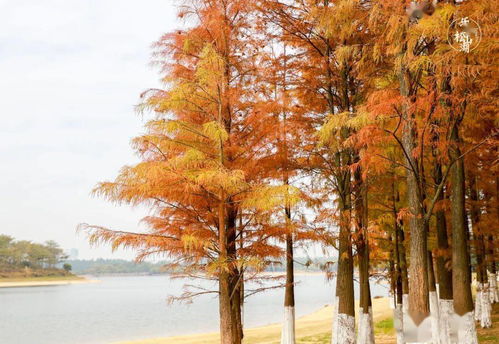 落羽杉的情感色彩