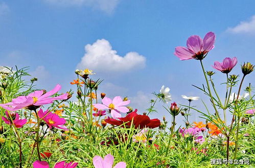 初次加入花友群的喜悦
