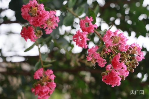 湖南的紫薇花开得正艳