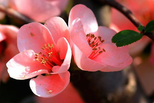 夏季草本海棠花的施肥