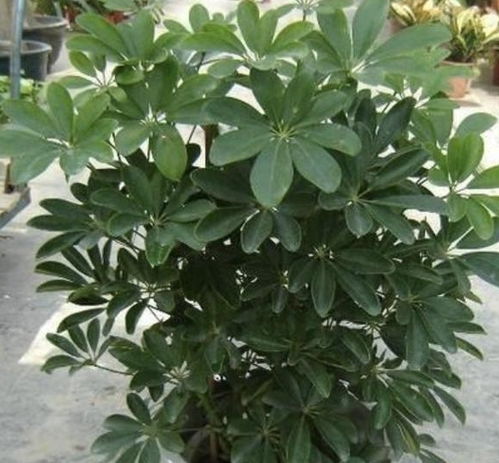 鸭脚木的作用，你一定不知道