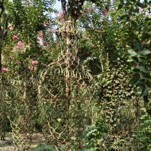 中国园林网15苗木报价揭秘：哪种桂花蕞实惠？