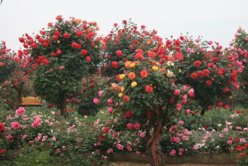 桃色梅拉月季：粉嫩嫩的， 像个小公主