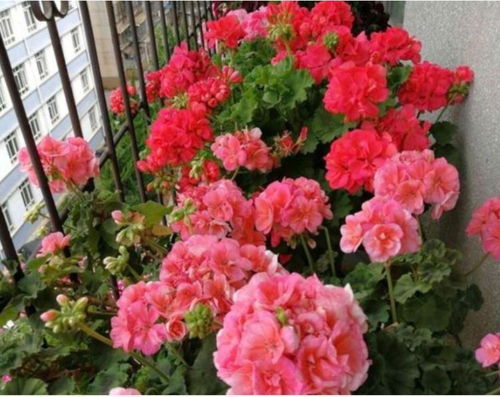 八月花卉种植全攻略