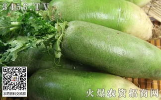 立秋后蔬菜种植的小贴士