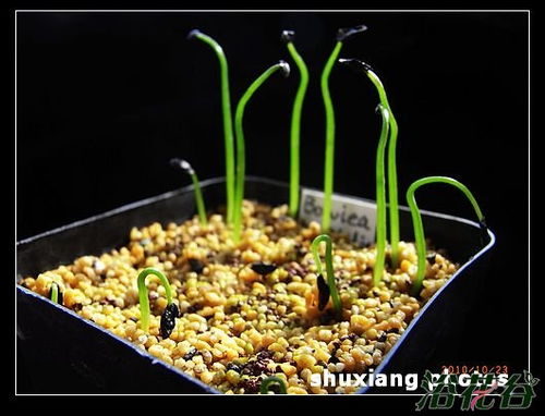大苍角殿播种方法中，如何确保种子在特定环境下顺利发芽