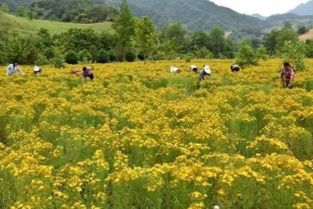 石漠化治理与中药材种植