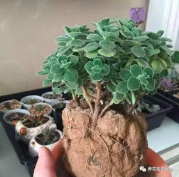 盆景盆土板结怎么办？如何恢复土壤透气性