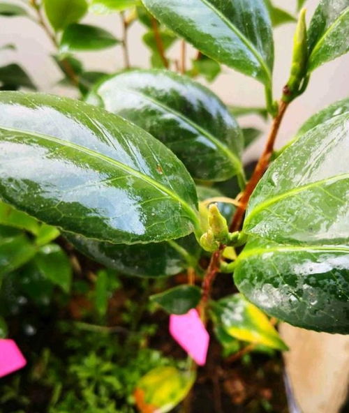 生根粉怎么用？栽茶花小苗后