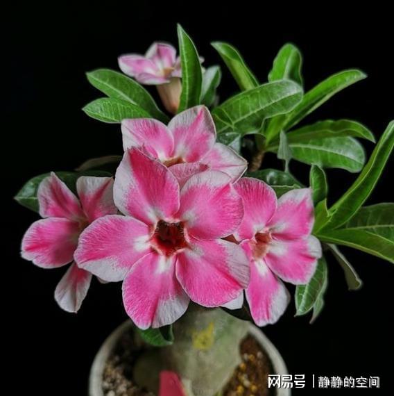 沙漠玫瑰黄叶落叶，是缺水还是病虫害