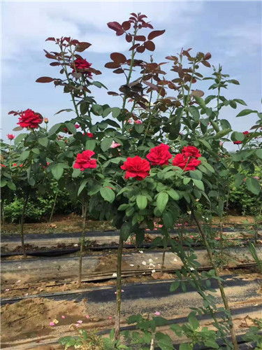 树状月季：绿化植物中的明星