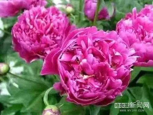 芍药花开，如何科学养护才能绽放更美