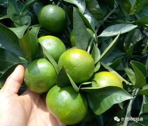 昭通柑橘农药价格之谜：揭秘性价比高的选择