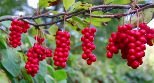 五味子冬天冻了春天嫩否发芽？