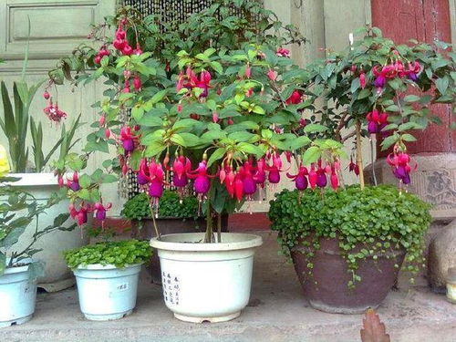 夏天如何养护灯笼花，避免叶子发黄和花朵凋谢