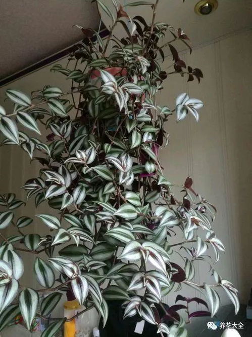 吊竹梅多久浇一次水最合适呢？