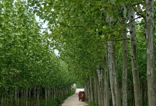 树木移植的黄金时期