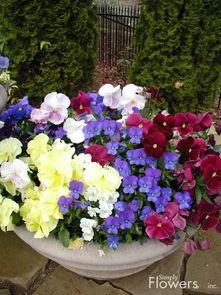 夏日花园，花儿知多少？