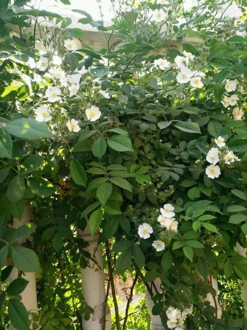 山木香与野蔷薇：嫁接月季的两种选择