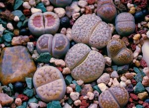 观叶辨水，生石花化水迹象一瞥
