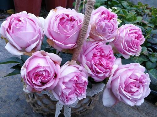 伊芙风情月季：香飘万里的花中精灵