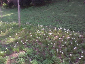 失败案例与成功实践