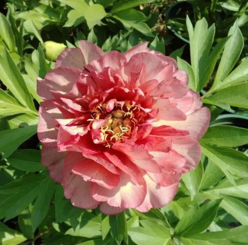 牡丹与芍药：花中的双胞胎， 细说它们的差异