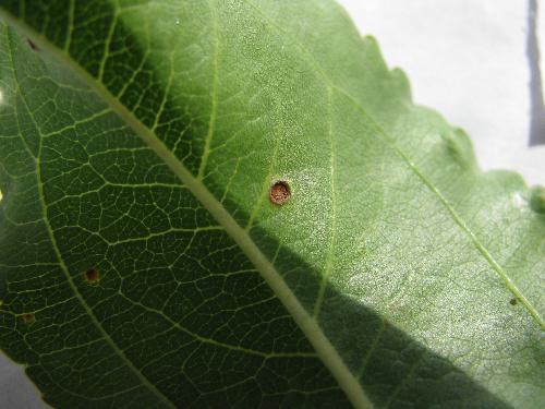 草坪黑斑病和褐斑病分别使用哪种高效杀菌剂效果最佳？