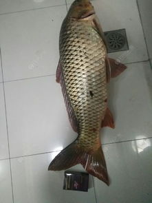 现在十斤左右的鲤鱼市场价是多少一斤？