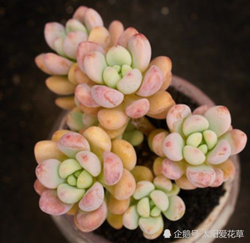 “多肉劳尔夏日养护攻略，轻松度夏成爆款！”