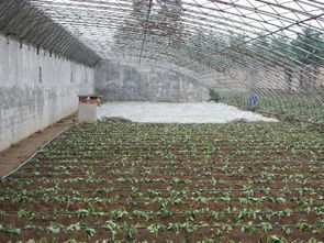 土壤消毒，你真的懂吗？