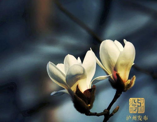 玉兰病虫害防治小妙招，你了解多少？