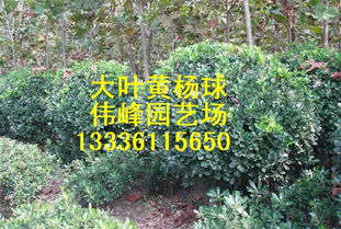 乱中带点情愫， 不辨真伪