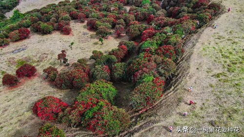 北方适合路边绿化的花卉