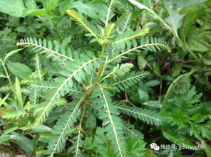 台风过后 薄荷救活了罗勒