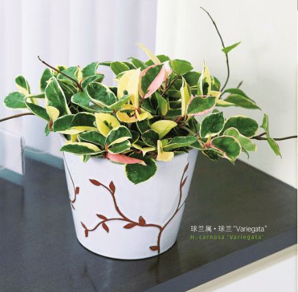 哎哟，你们这些新手养植物怎么老养不活呢？我教你几招，保证你年省900元！