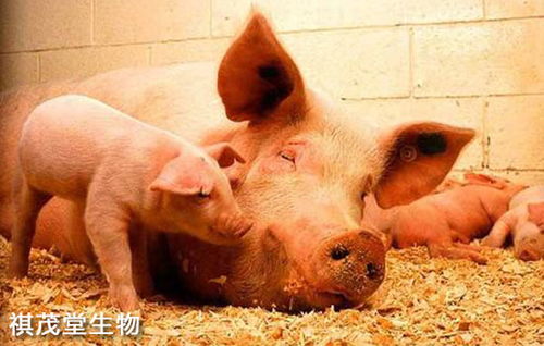 仔猪腹泻原因及应对措施有哪些？如何有效治疗仔猪拉稀症状？
