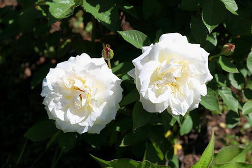 月季花开花海， 打造你的私人花园瀑布