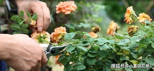 养笋第一步：及时摘尖打顶