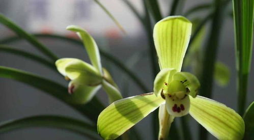 兰花的繁殖方法