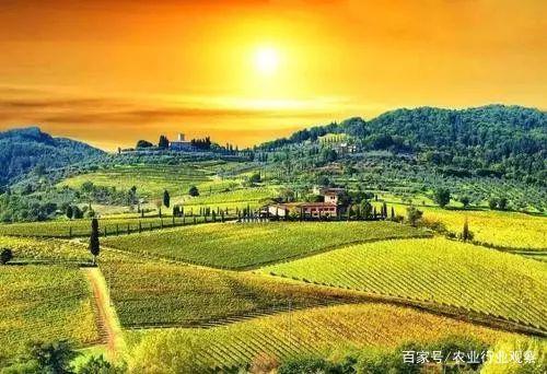 阔叶丰花草：农业双刃剑