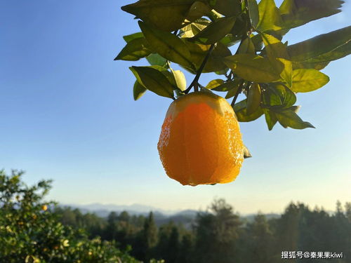 脐橙是什么？一篇文章带你了解它的前世今生