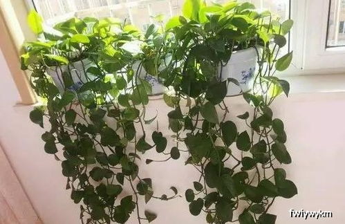 盆栽绿萝如何浇水？保持土壤湿润是关键吗