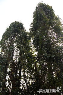 油麻藤：大自然的绿色瑰宝