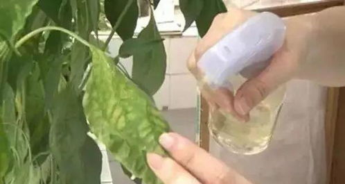 多菌灵使用方法（花友版）中